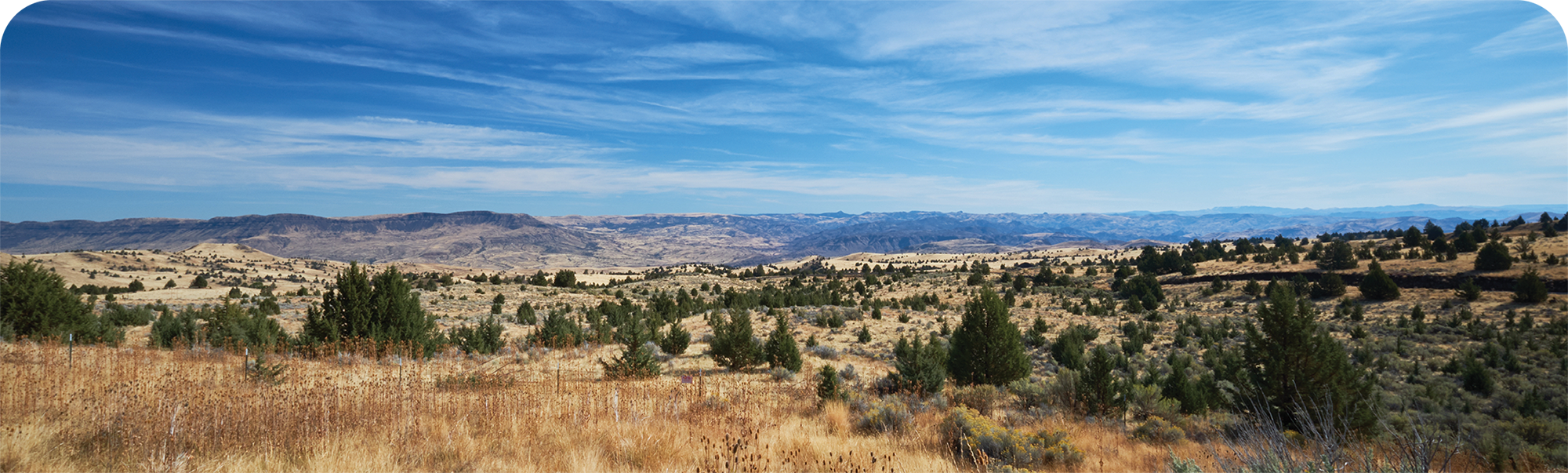 Desert landscape